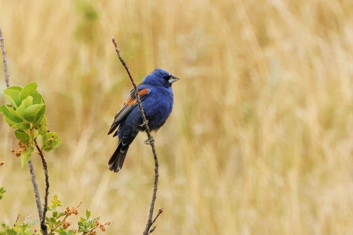 Blue Grosbeak - ML620625241