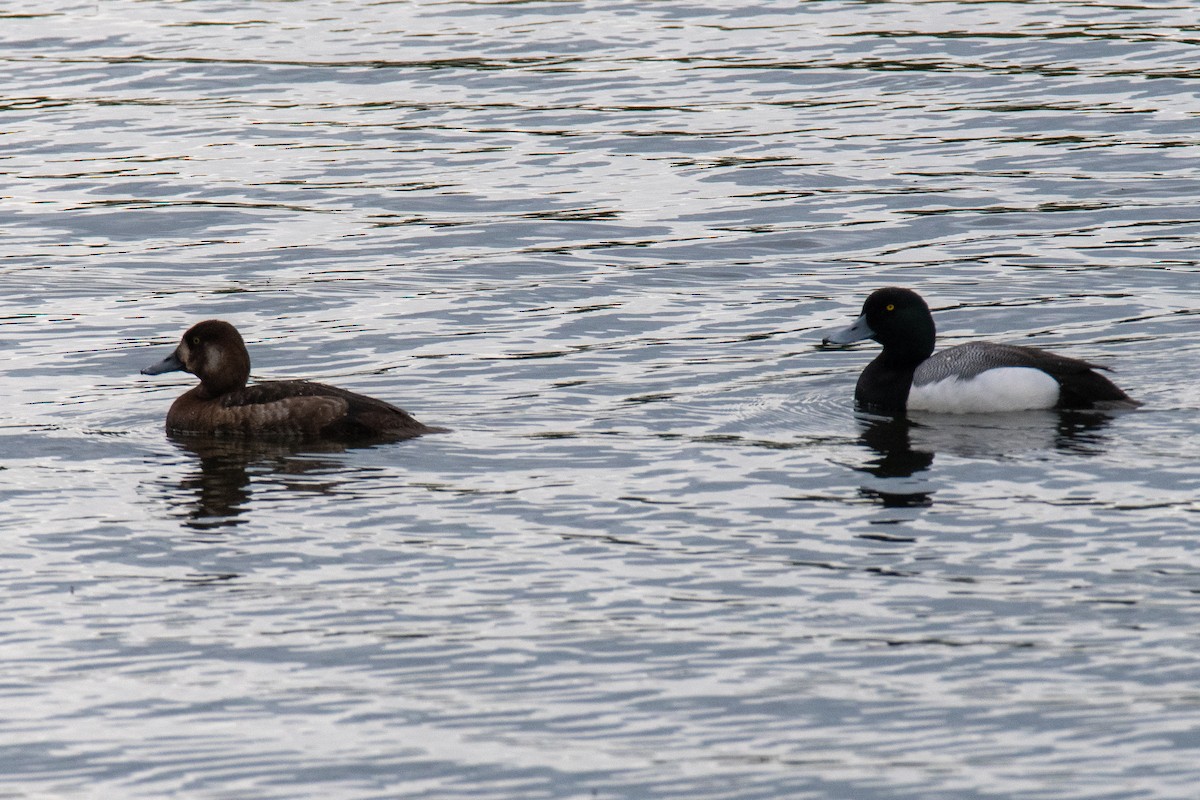 Greater Scaup - ML620625242