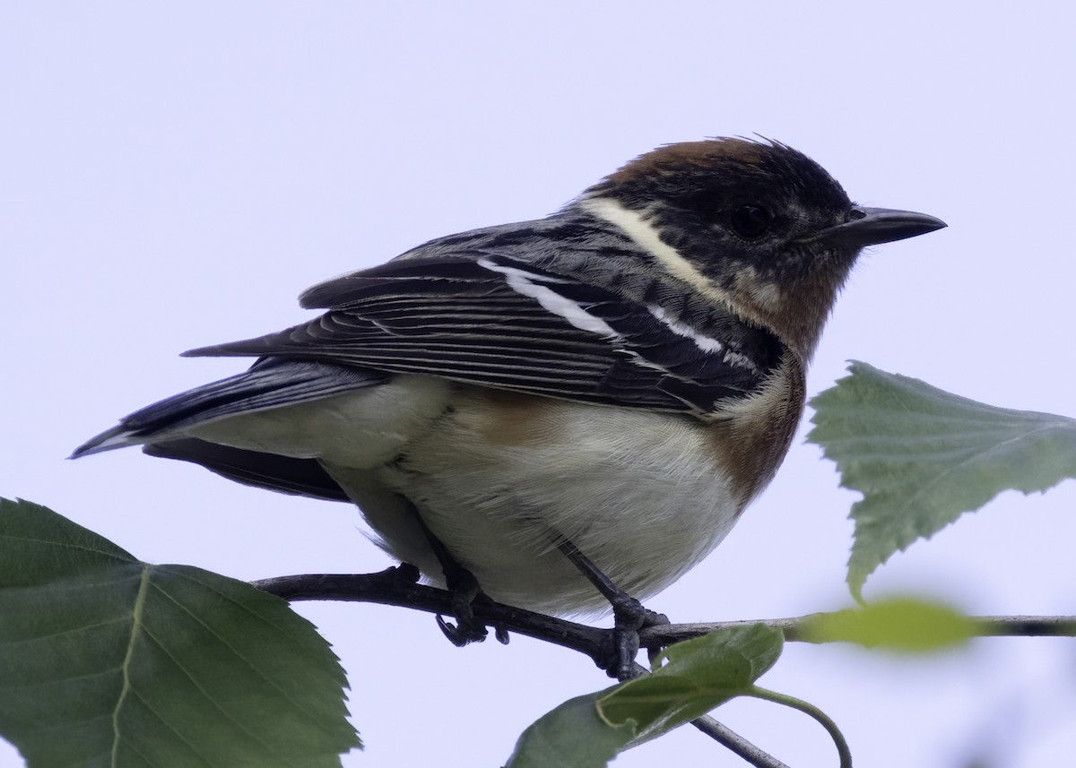 Bay-breasted Warbler - ML620625243