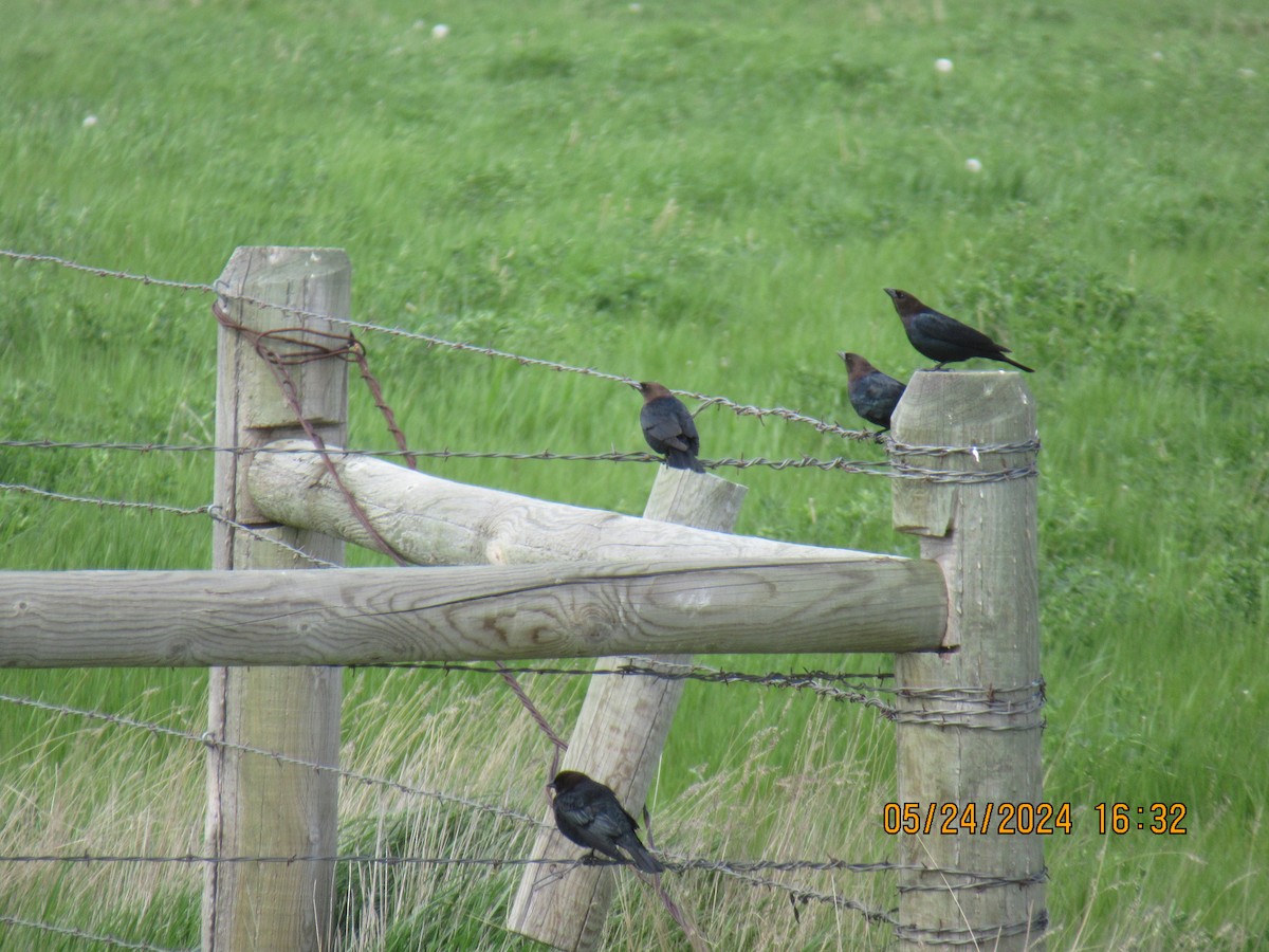 Brown-headed Cowbird - ML620625244