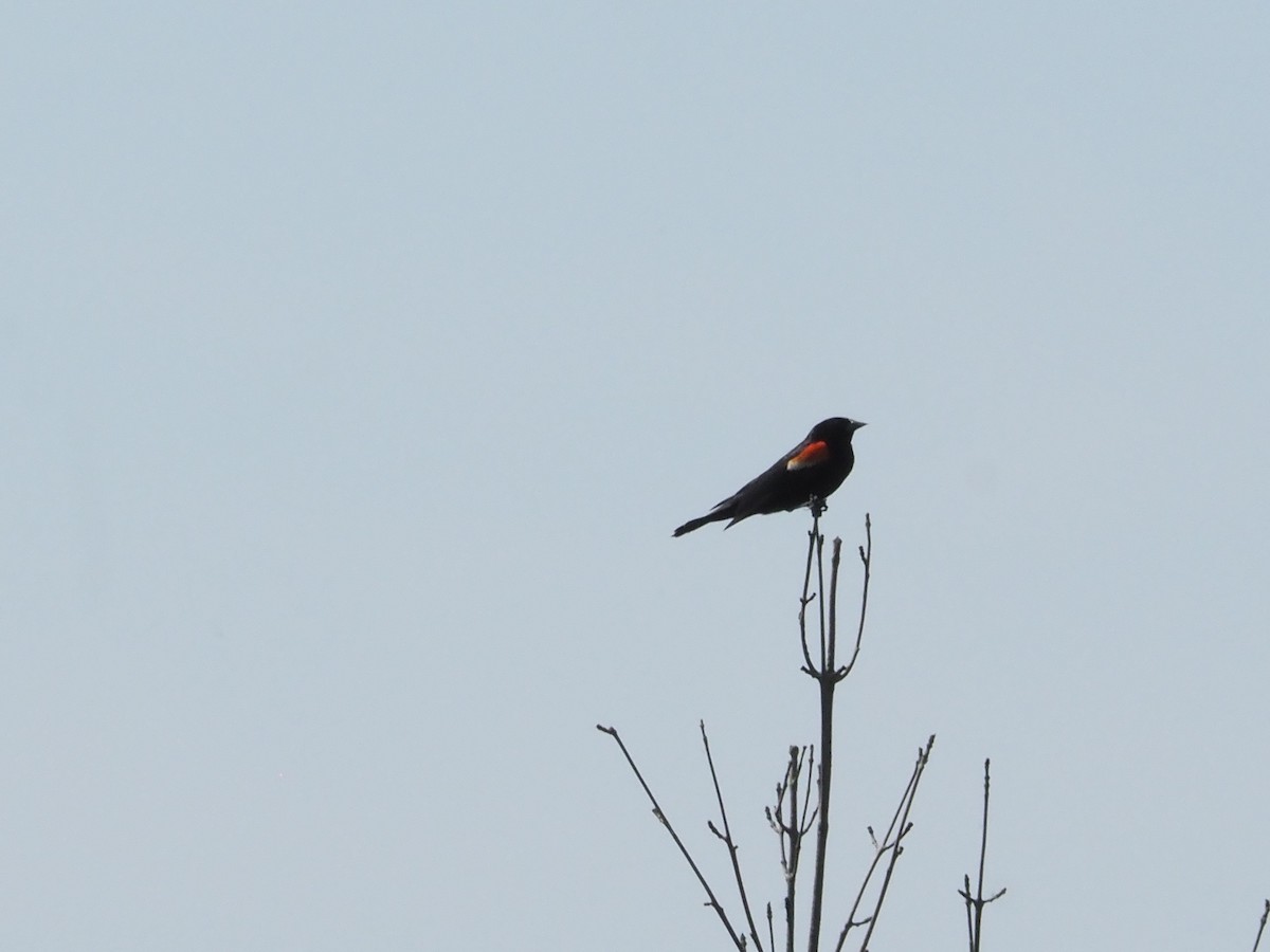 Red-winged Blackbird - ML620625245