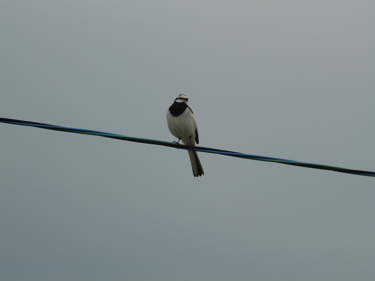 White Wagtail - ML620625249