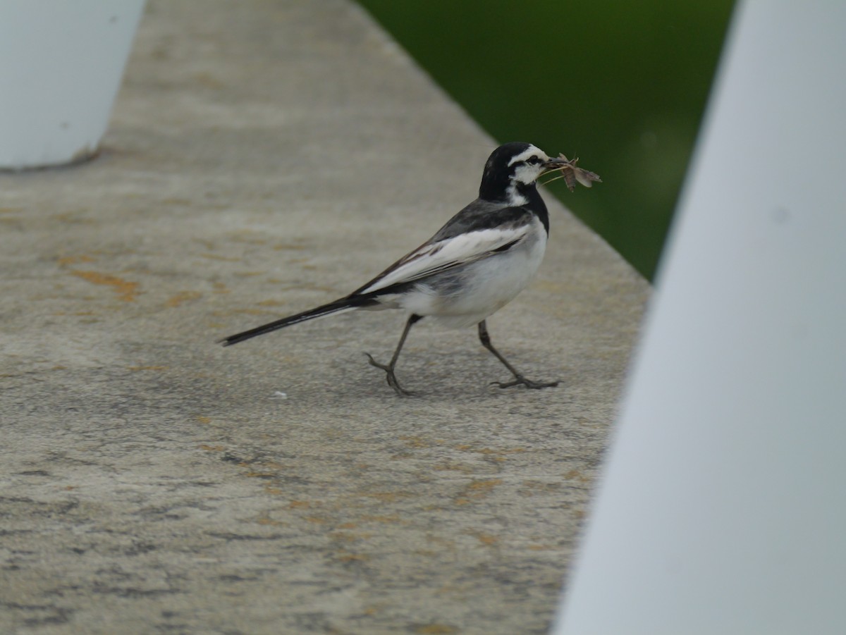 White Wagtail - ML620625250