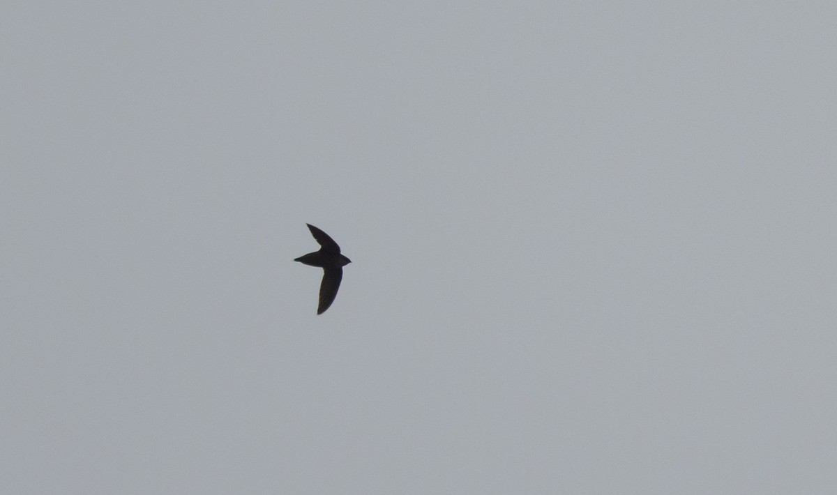 Chimney Swift - ML620625252