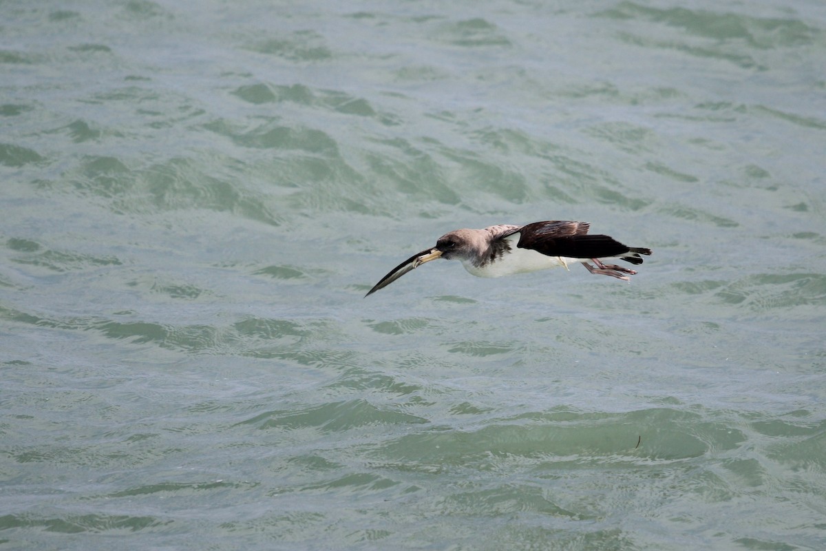 Cory's Shearwater (borealis) - ML620625253