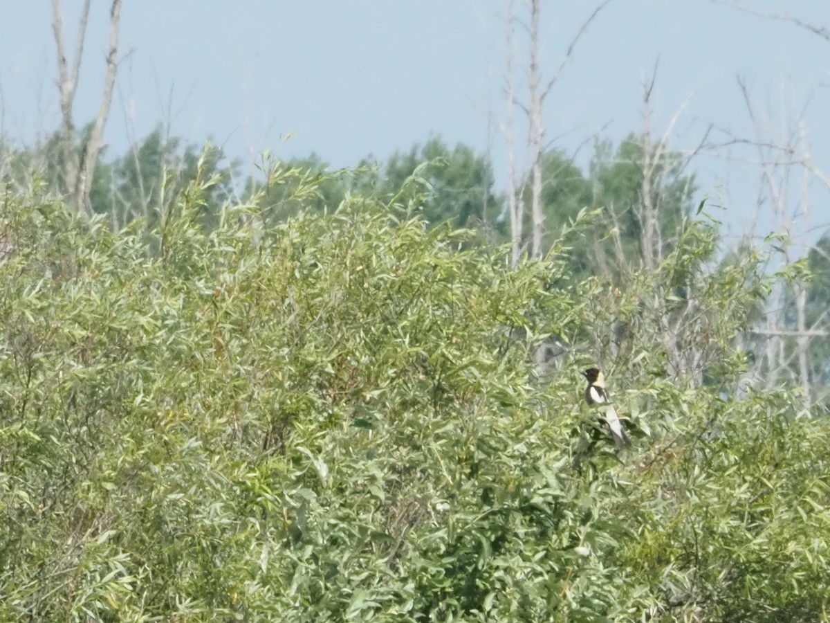 Bobolink - ML620625256