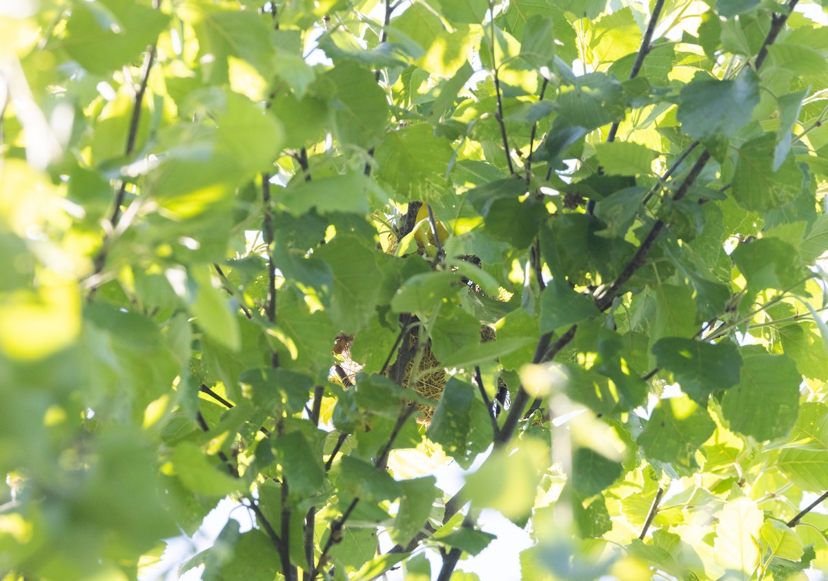 Orchard Oriole - ML620625263