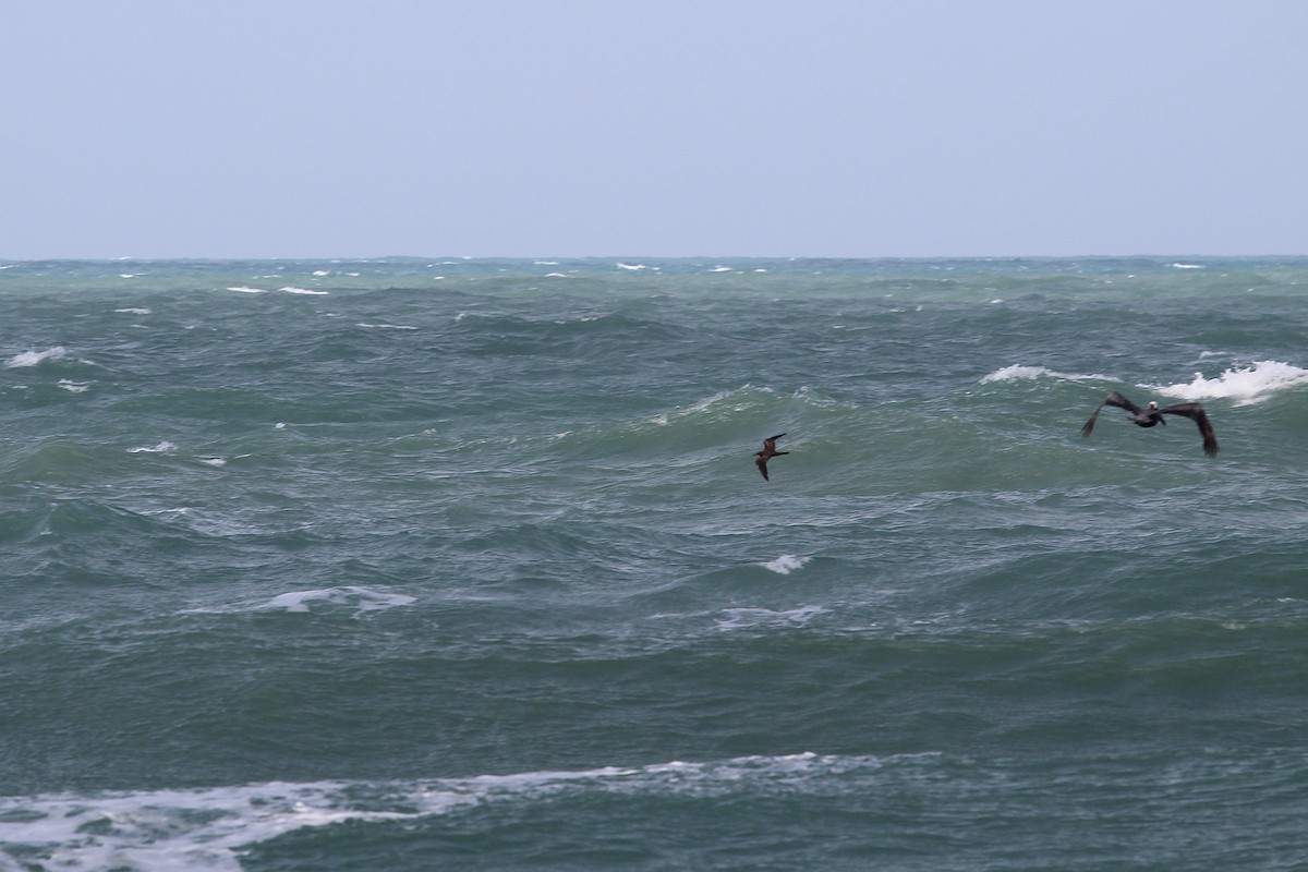 Brown Noddy - ML620625265