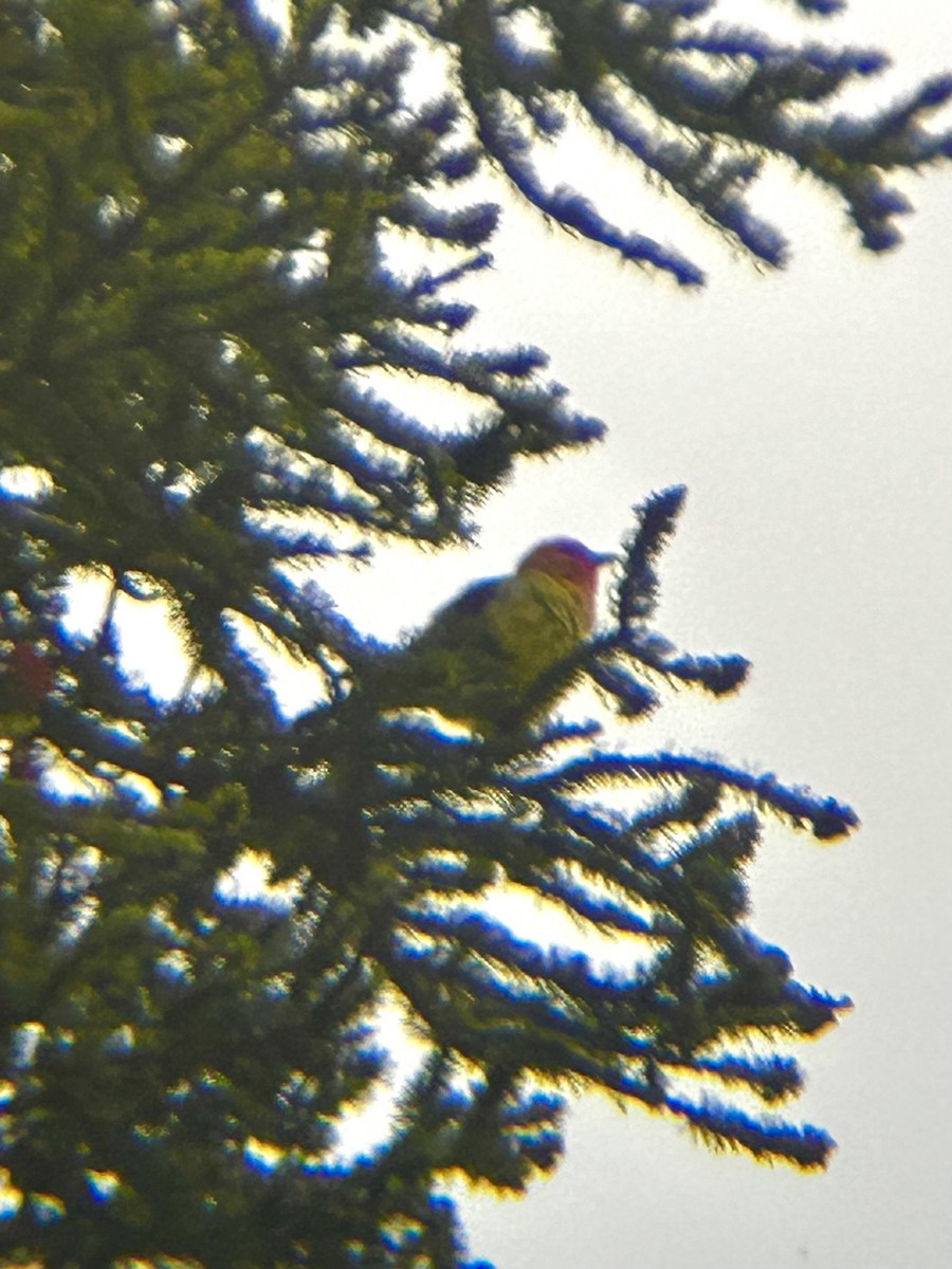 Western Tanager - ML620625266