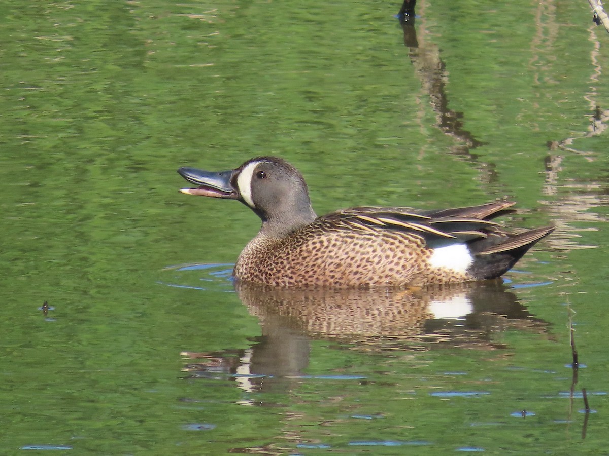 Blue-winged Teal - ML620625270