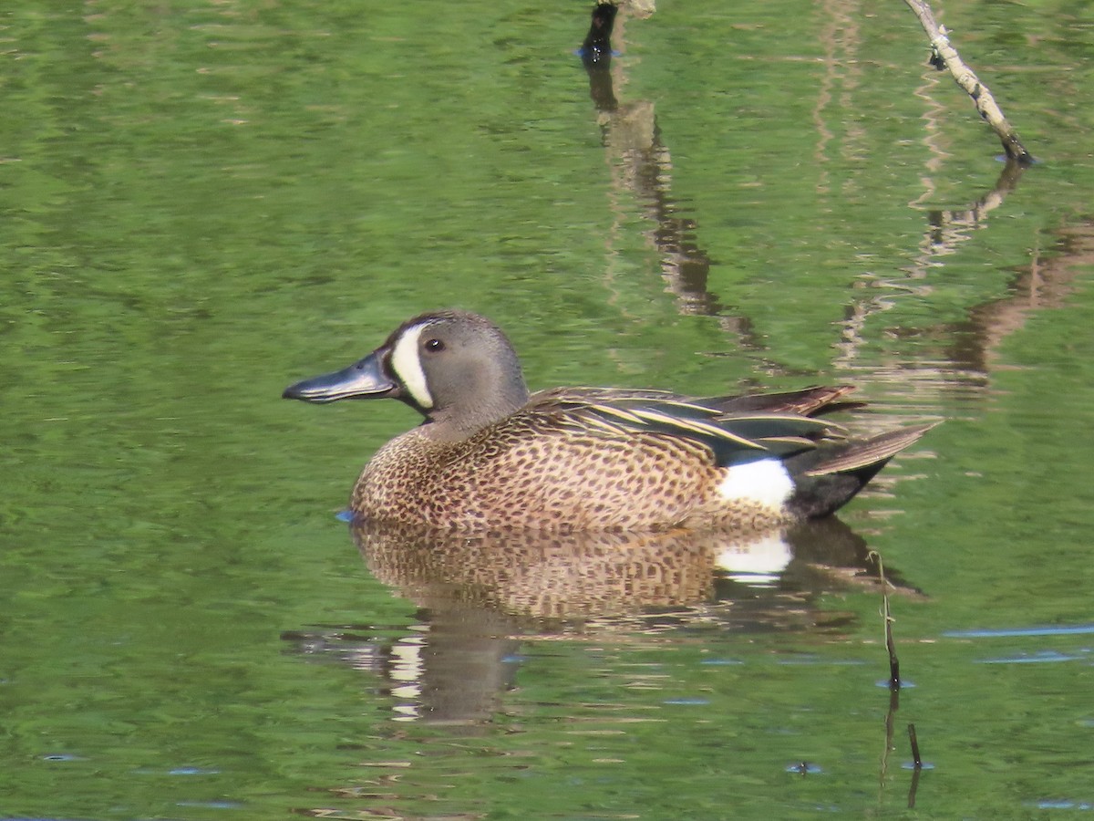 Blue-winged Teal - Mabel Bredahl