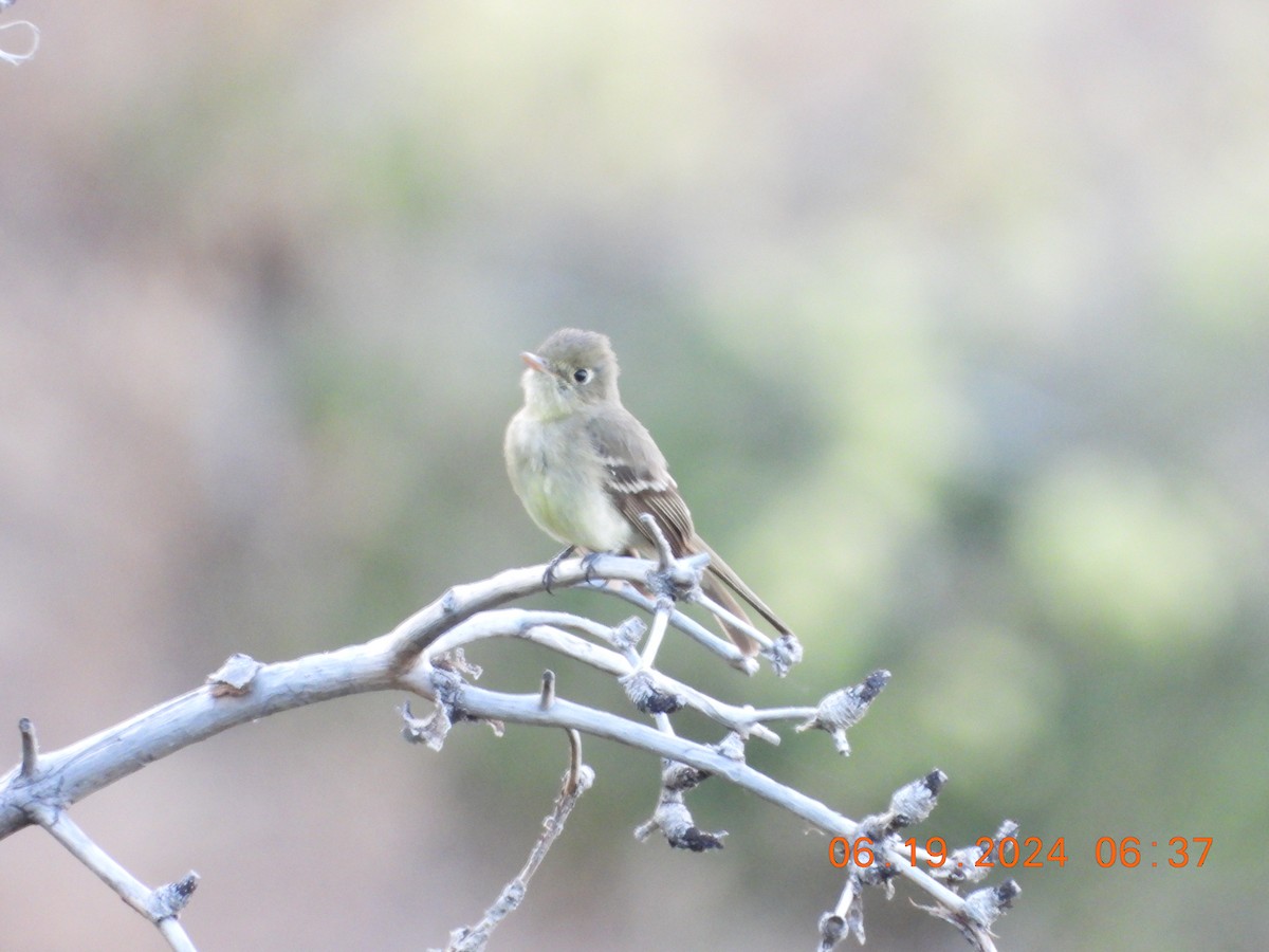 Western Flycatcher - ML620625274