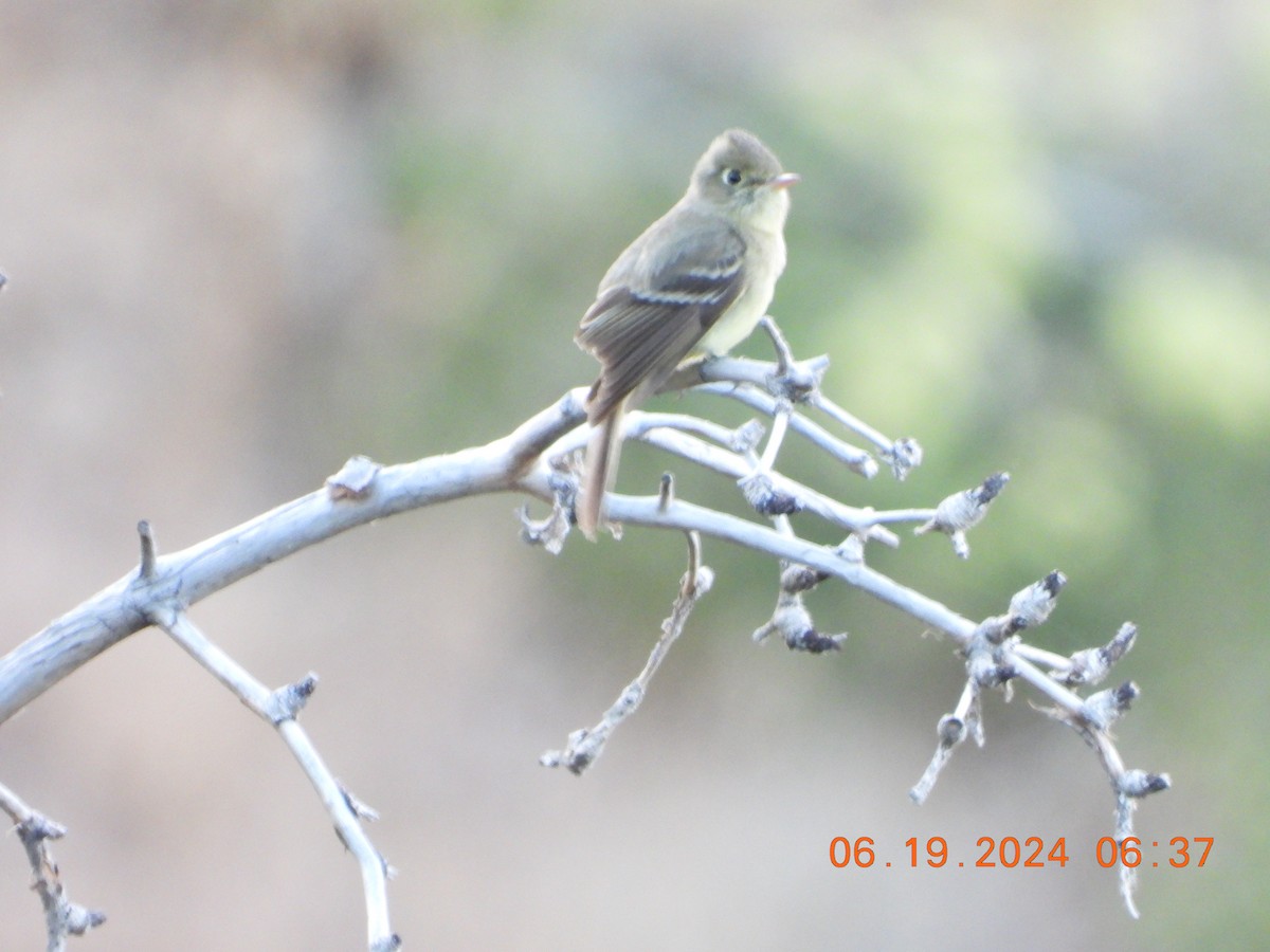 Western Flycatcher - ML620625275