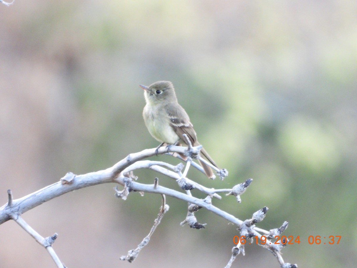 Western Flycatcher - ML620625276