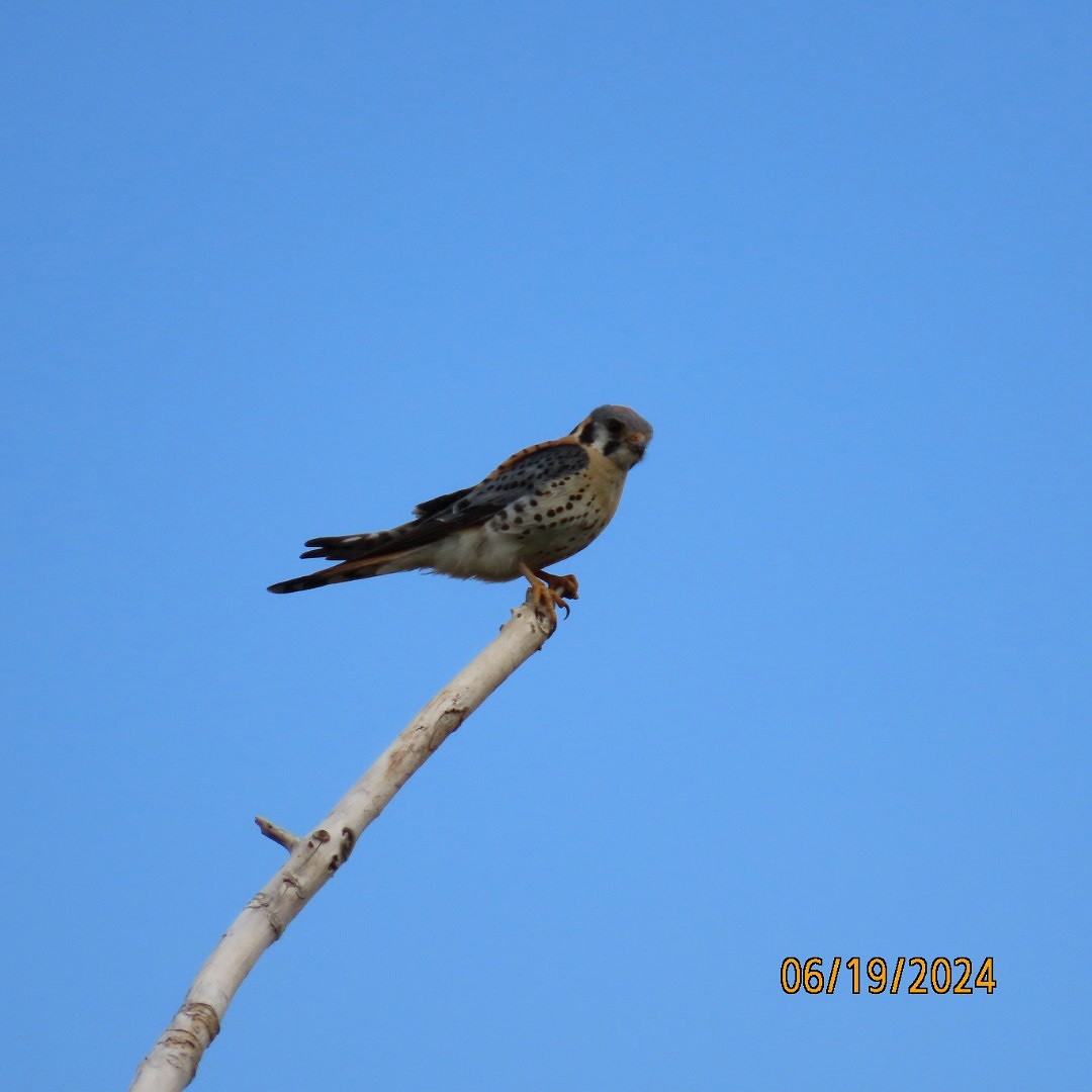 American Kestrel - ML620625277