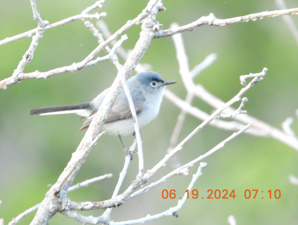 Blue-gray Gnatcatcher - ML620625279