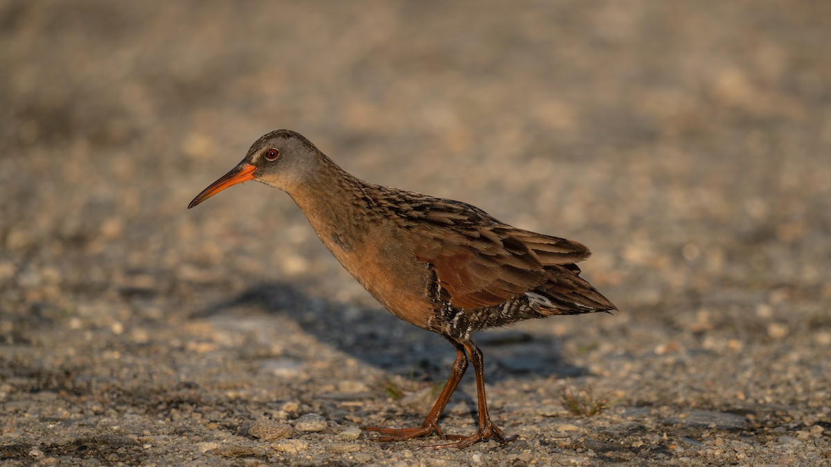 Virginia Rail - ML620625282