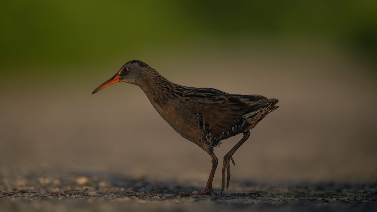 Virginia Rail - ML620625283