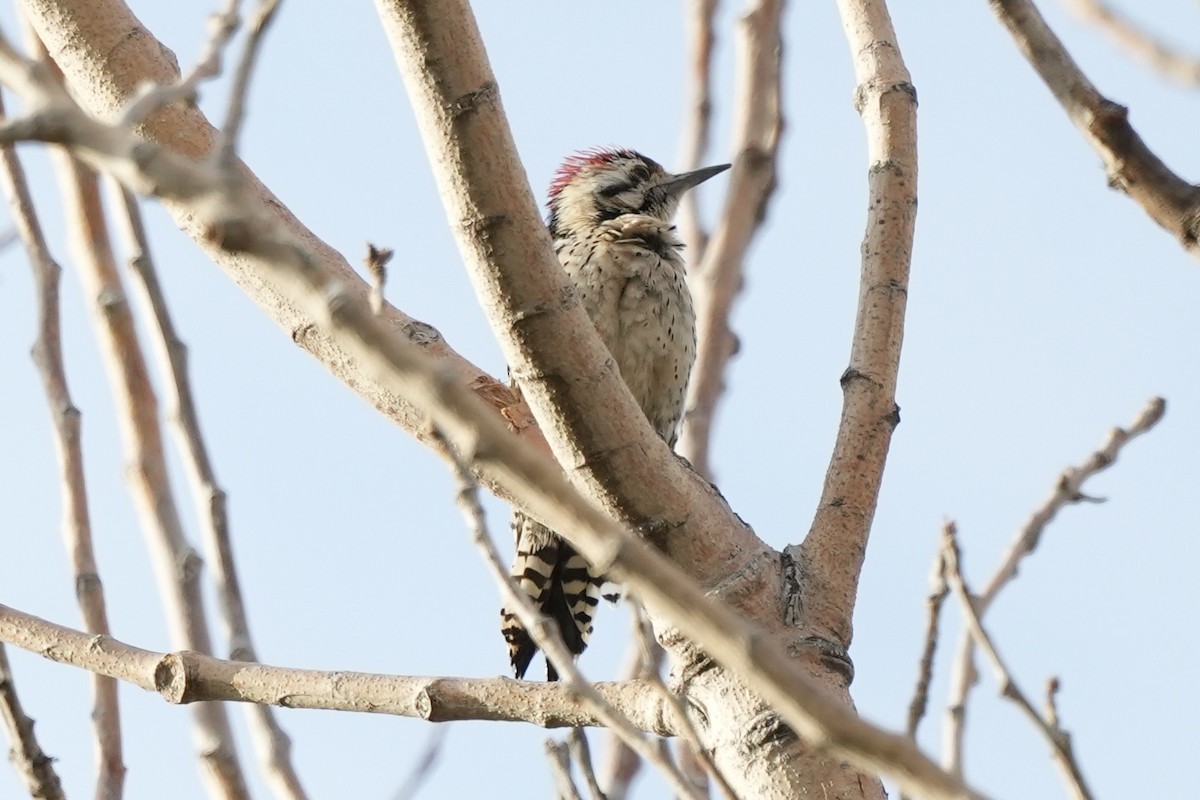 Ladder-backed Woodpecker - ML620625284