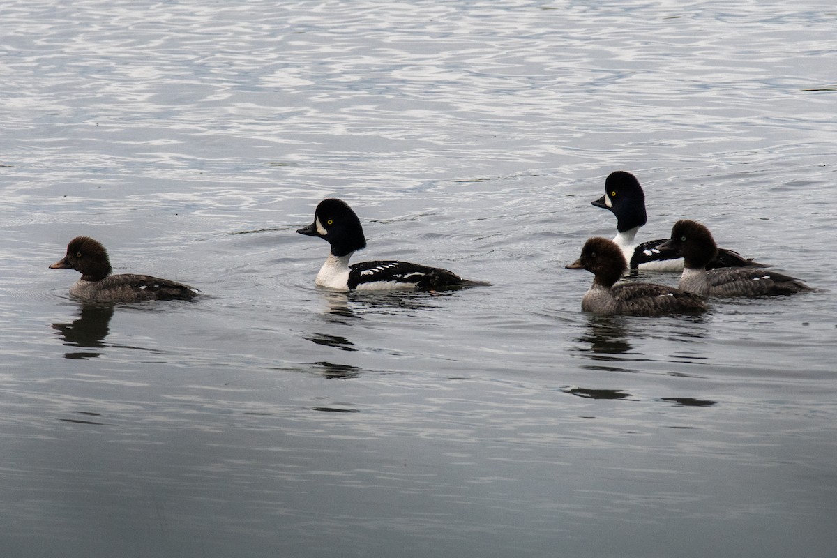 Barrow's Goldeneye - ML620625286