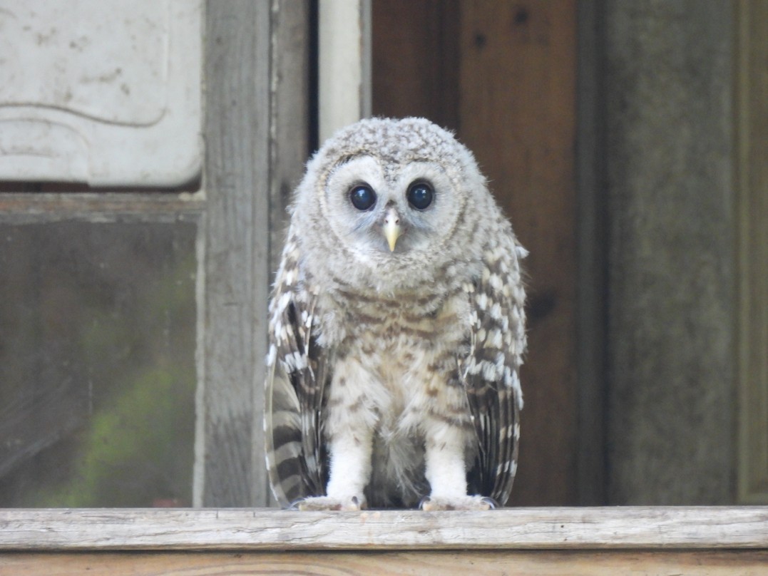 Barred Owl - ML620625287