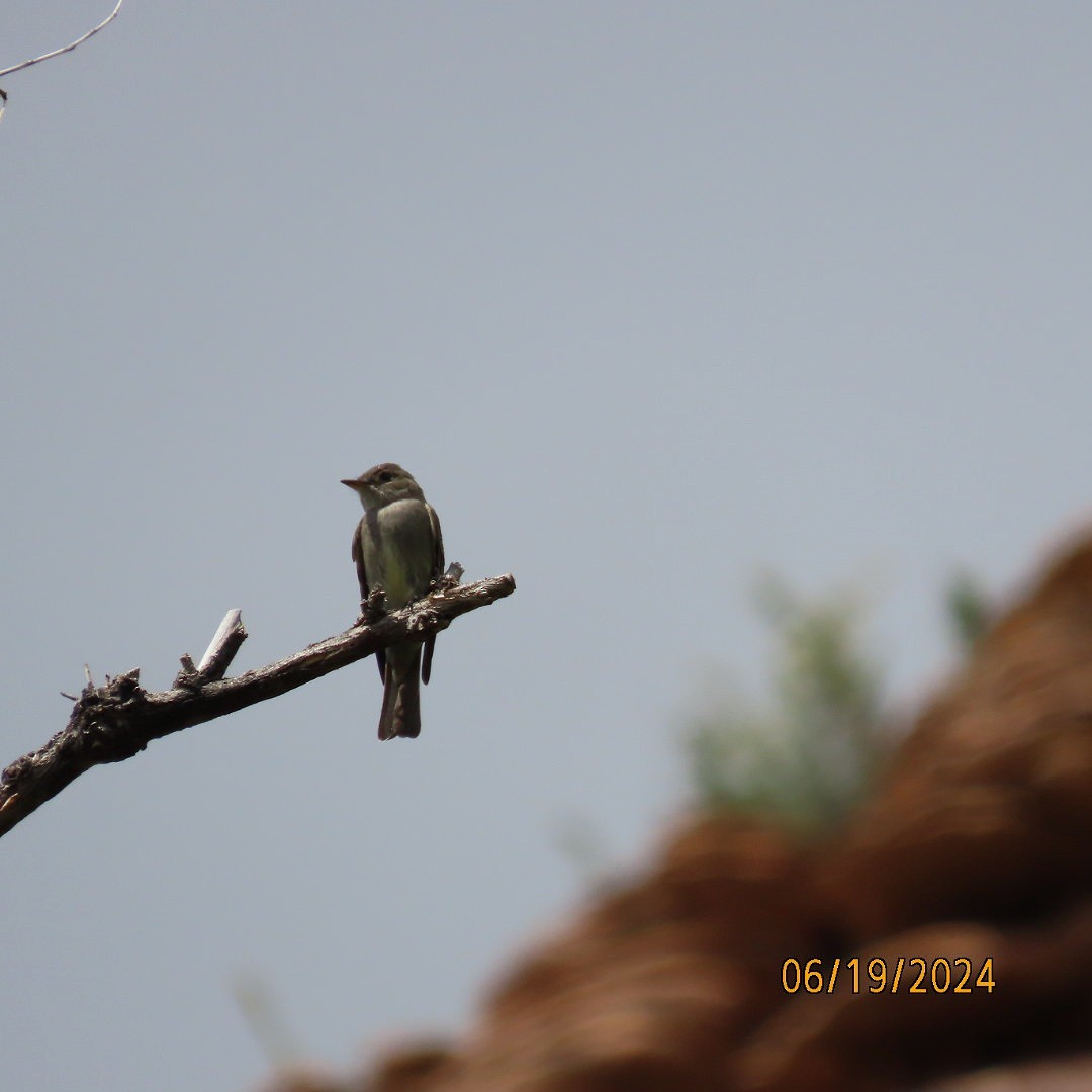 Western Wood-Pewee - ML620625288