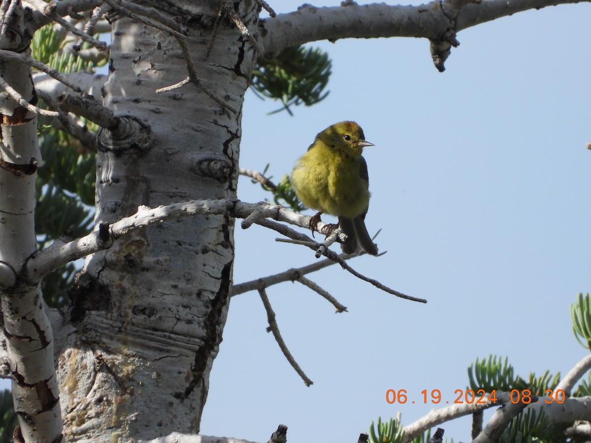 Orange-crowned Warbler - ML620625289