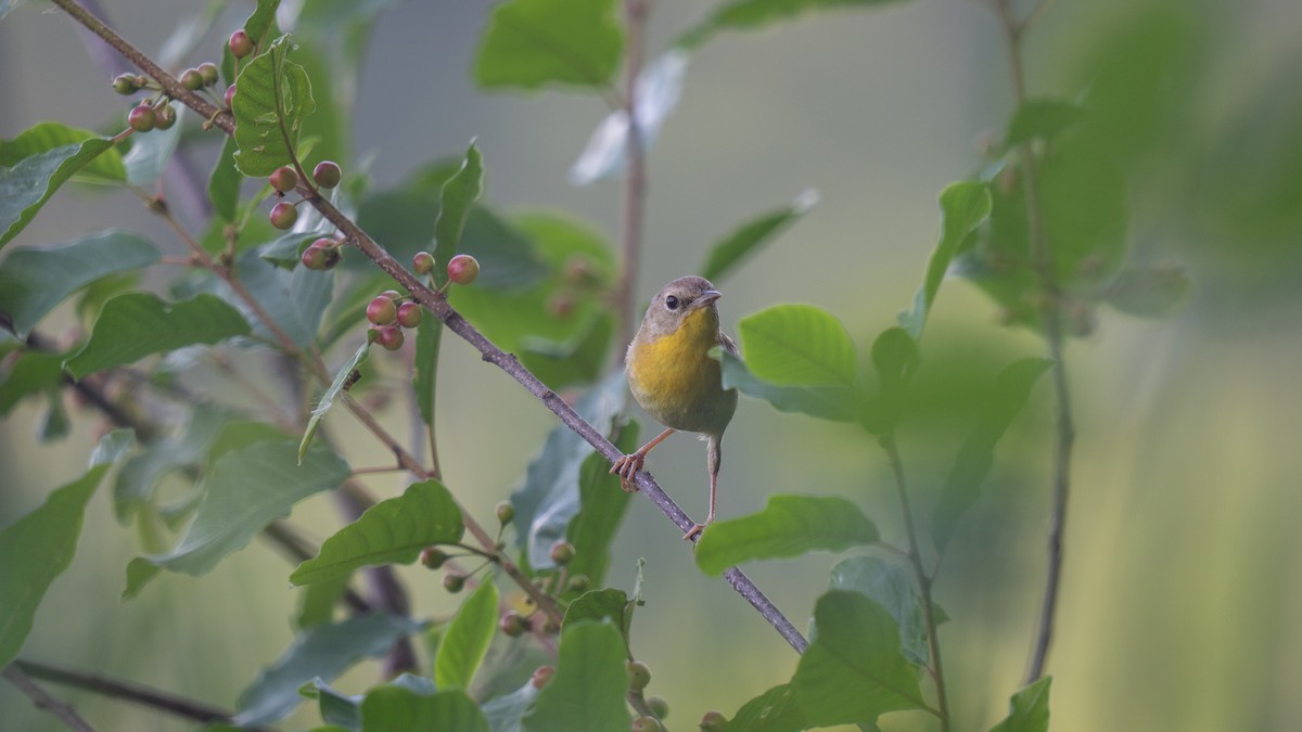 Common Yellowthroat - Tianshuo Wang