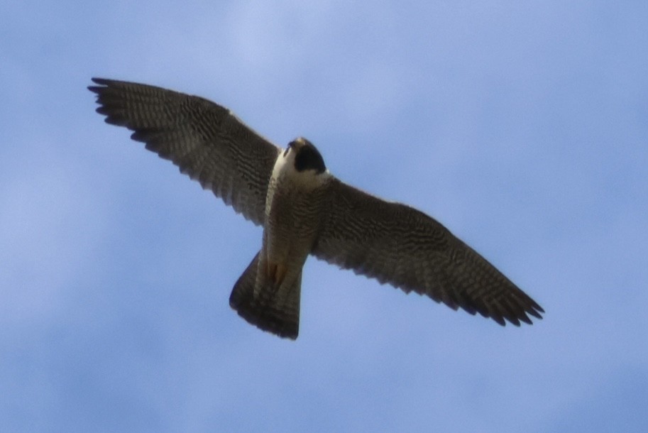 Peregrine Falcon - ML620625299