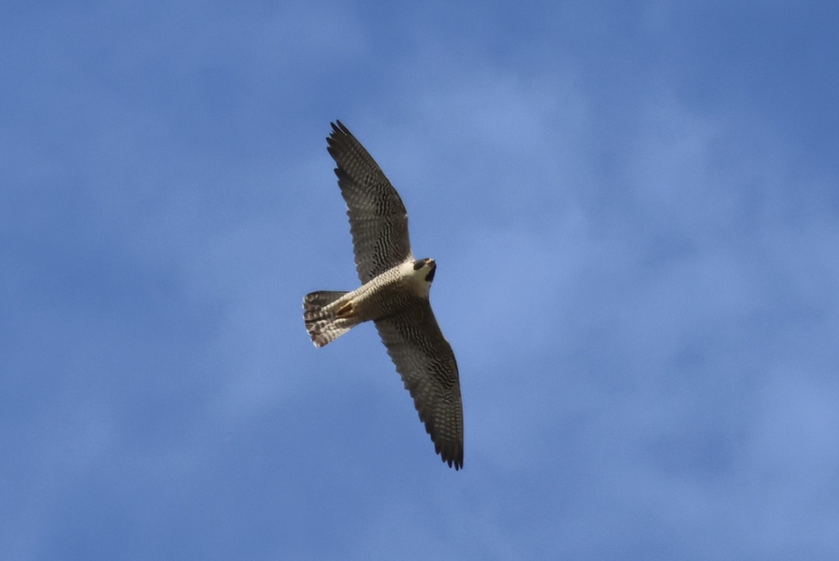 Peregrine Falcon - ML620625300