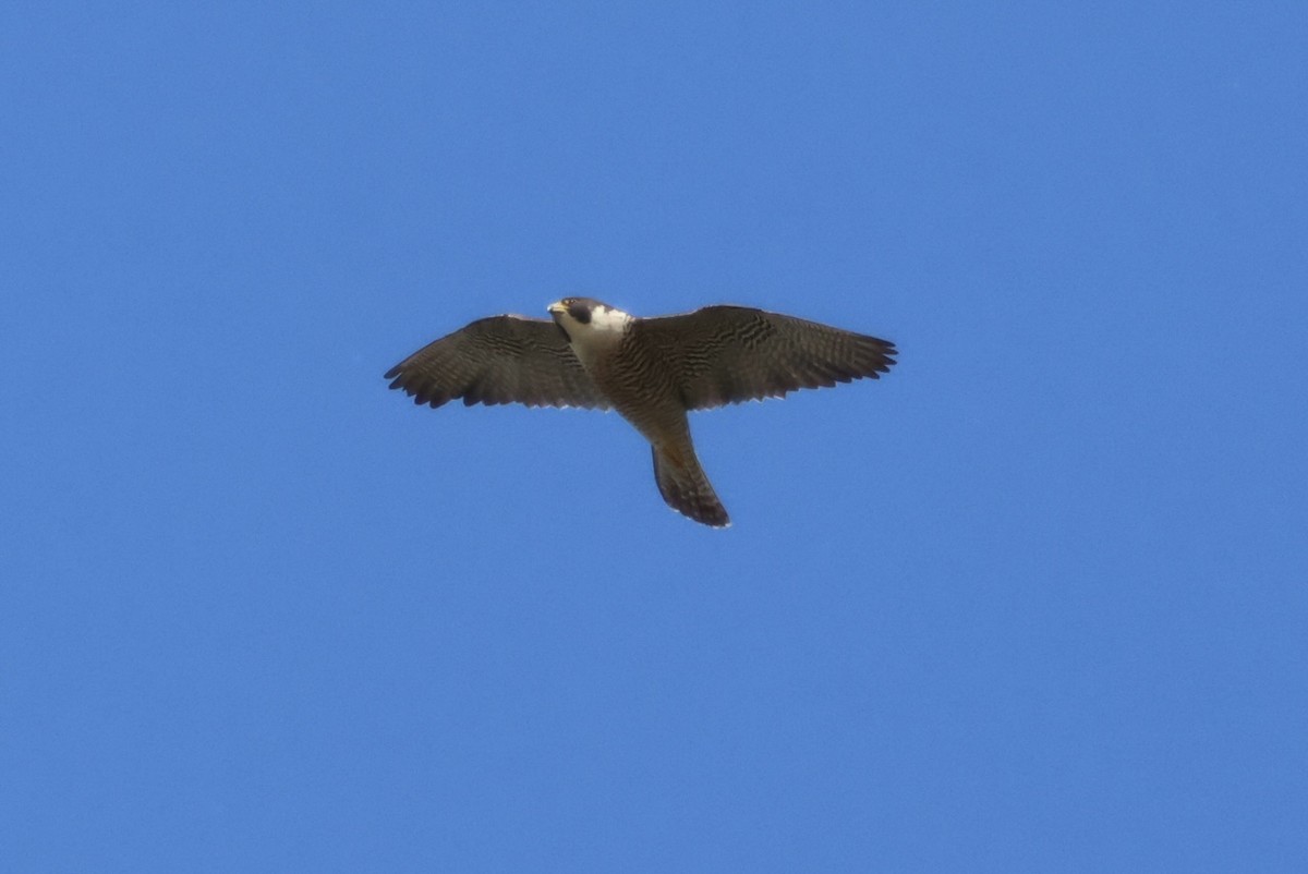 Peregrine Falcon - ML620625301