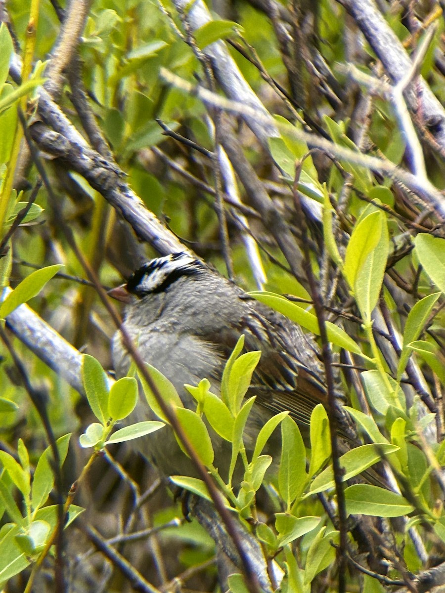 White-crowned Sparrow - ML620625303