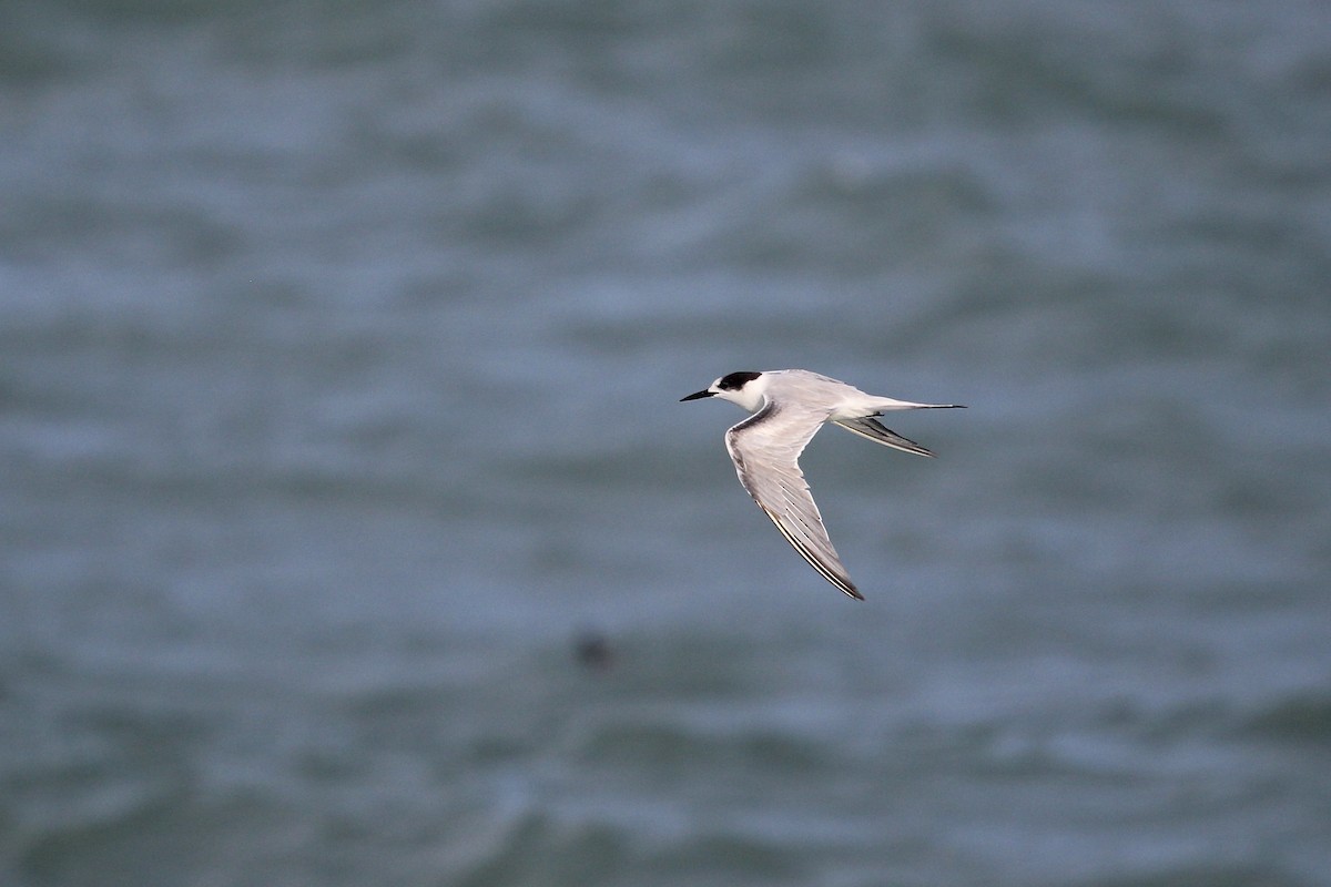 Common Tern - ML620625305