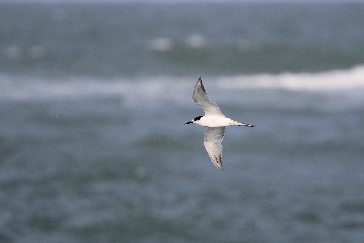 Common Tern - ML620625306