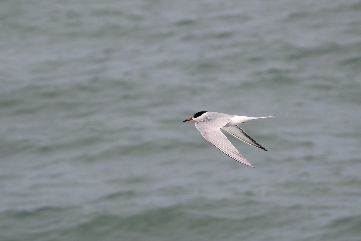 Common Tern - Will Johnson