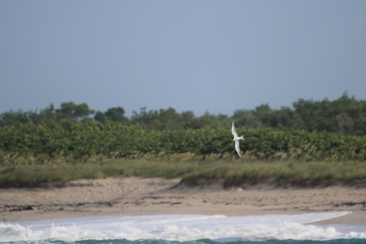 Common Tern - ML620625308