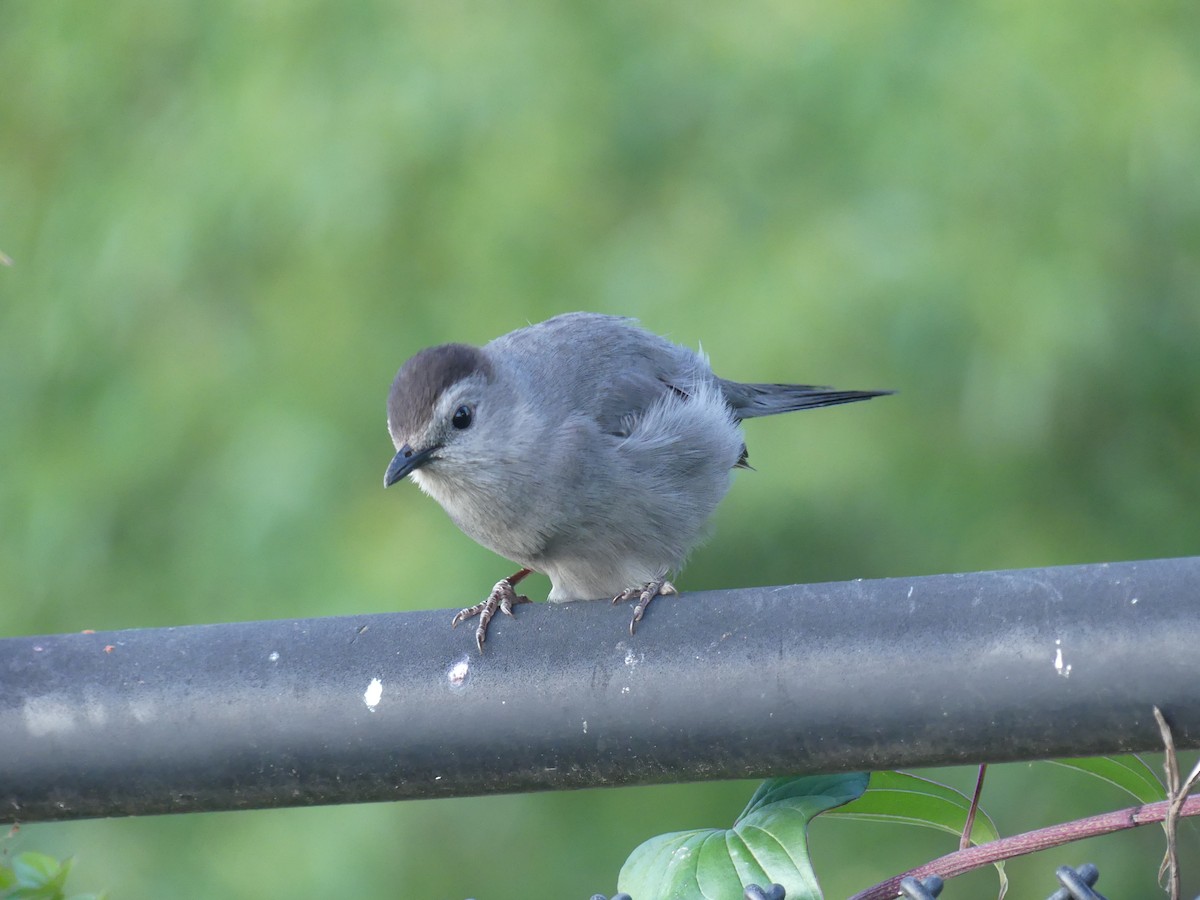 Gray Catbird - ML620625312