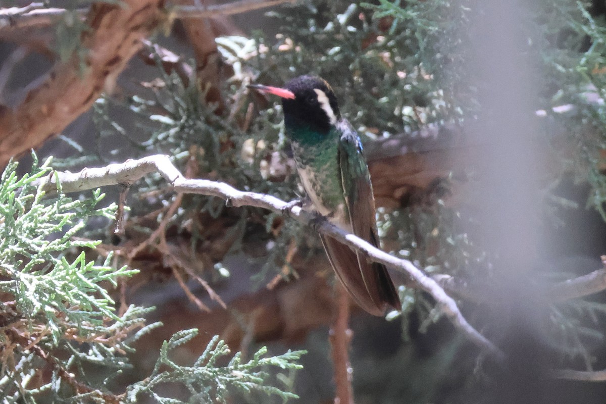 White-eared Hummingbird - ML620625314