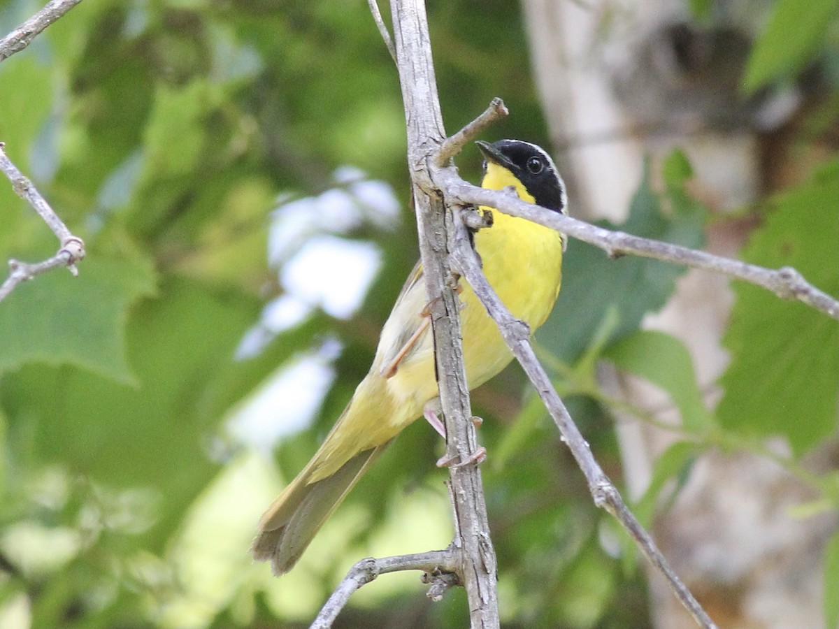 Common Yellowthroat - ML620625315