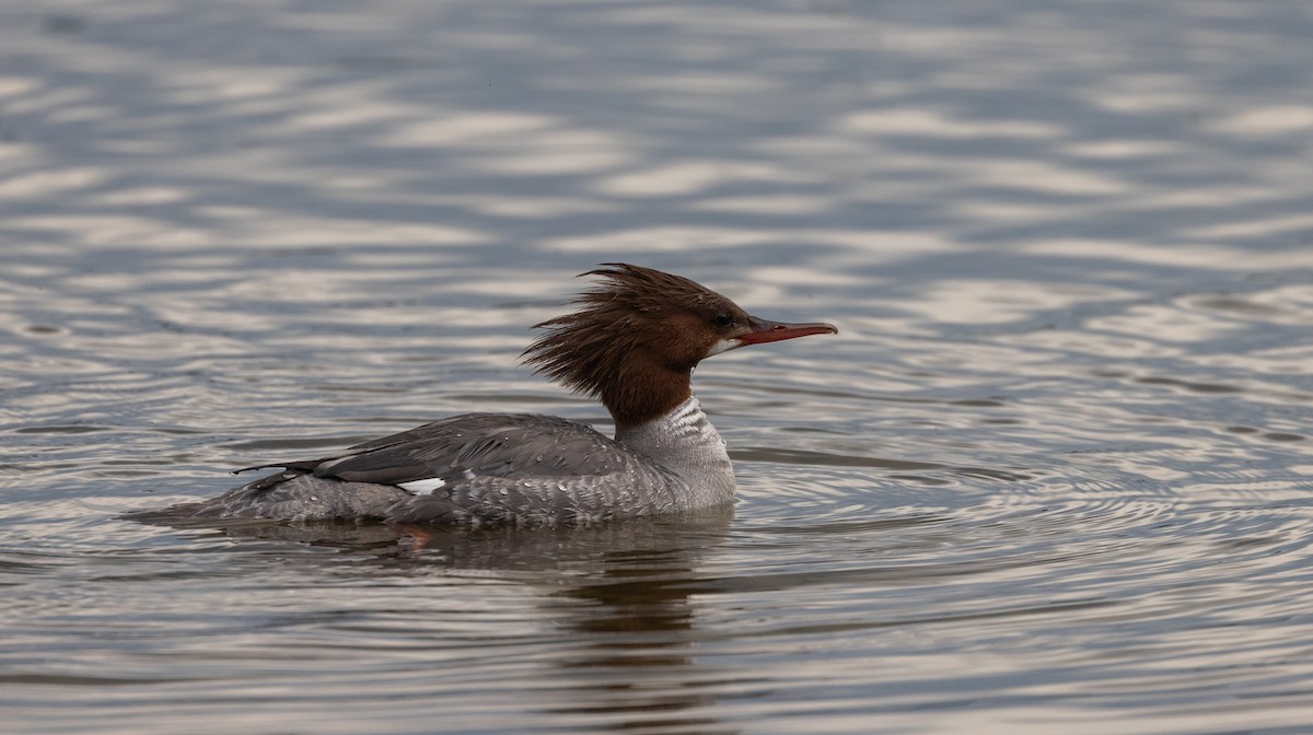 Common Merganser (North American) - ML620625316