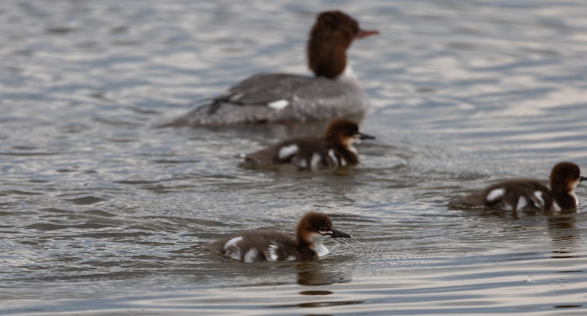 Gänsesäger (americanus) - ML620625317