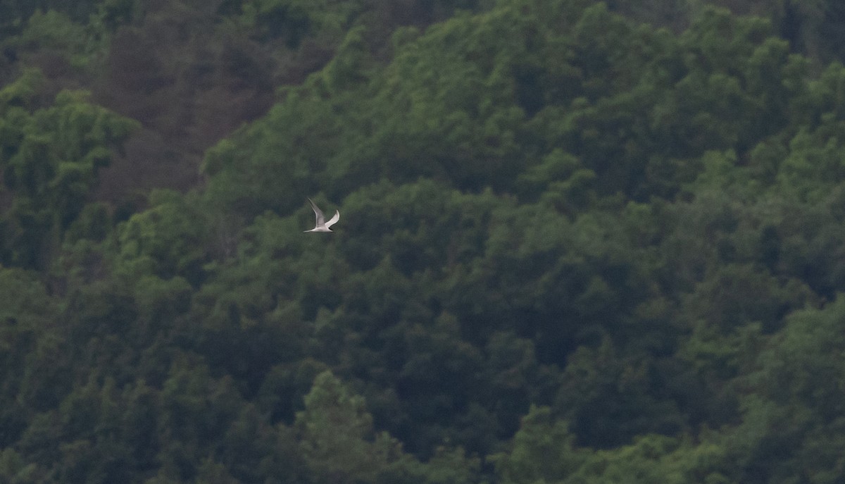 Common Tern - ML620625319