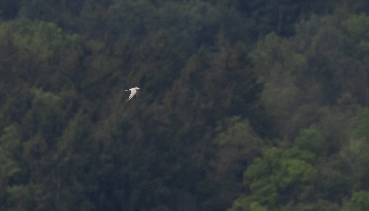 Common Tern - ML620625321