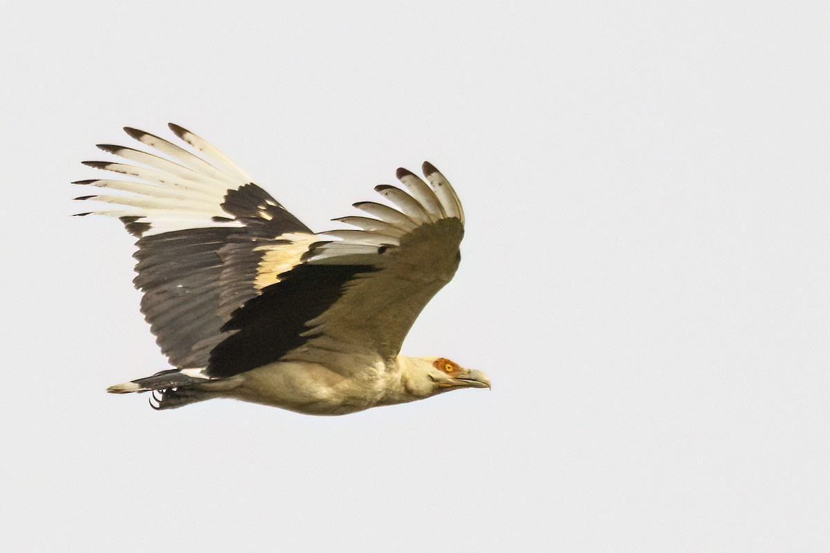 Palm-nut Vulture - ML620625327