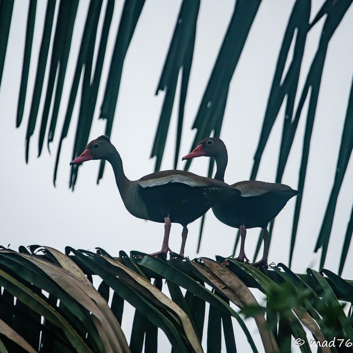 Black-bellied Whistling-Duck - ML620625329