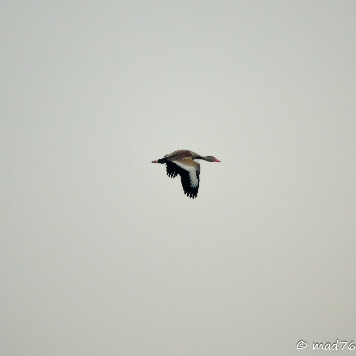 Dendrocygne à ventre noir - ML620625330