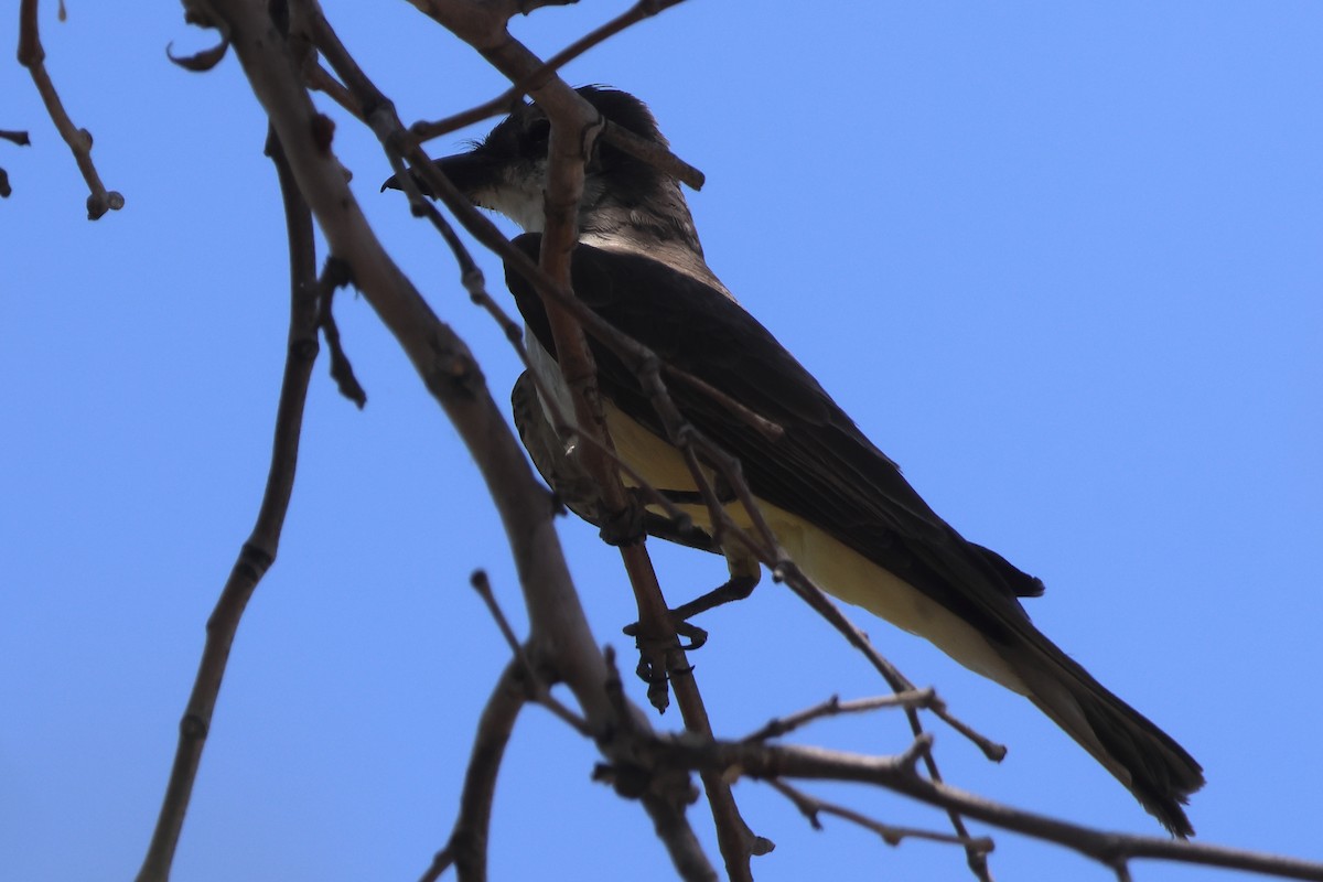 Dickschnabel-Königstyrann - ML620625332