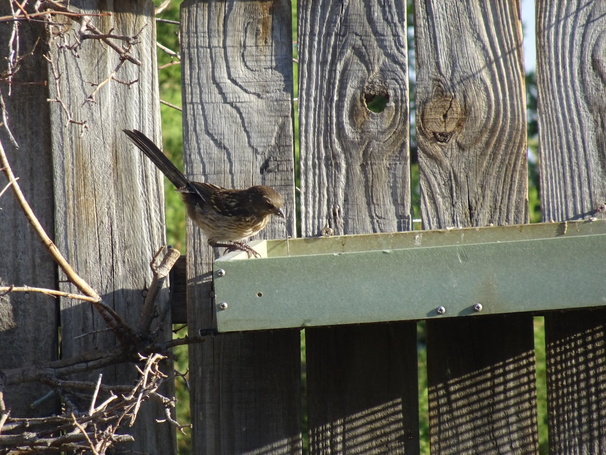 Spotted Towhee - ML620625335