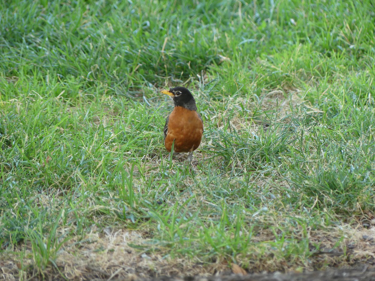 American Robin - ML620625337