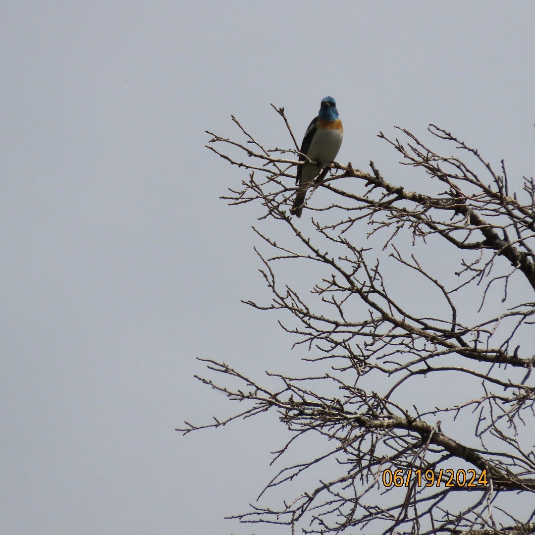 Lazuli Bunting - ML620625343